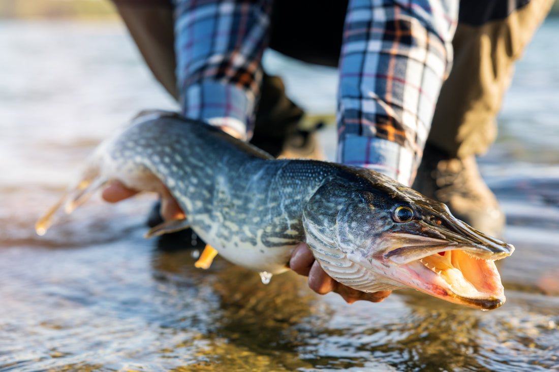 Le brochet en rivière : Nos meilleurs conseils